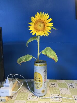 image1_2.jpeg