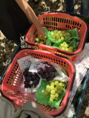 image0_3.jpeg